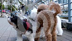 David Lam Park Yaletown spring good weather People walk outside with their pets fluffy beautiful dogs close-up animals