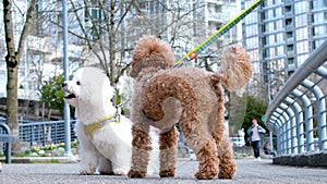 David Lam Park Yaletown spring good weather People walk outside with their pets fluffy beautiful dogs close-up animals