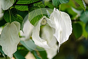 Davidia involcurata dove tree or handkerchief tree photo