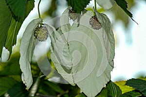 Davidia involcurata dove tree or handkerchief tree photo