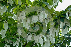 Davidia involcurata dove tree or handkerchief tree photo