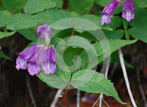 Davidson's Penstemon wildflowers