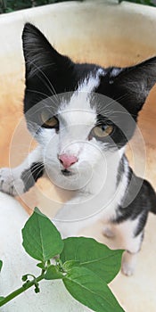 The cat is a predator posing in the garden photo