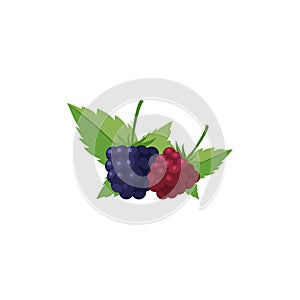 Dewberries Fruit Flat Design Vector Illustration Isolated on a white background