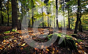 Dawn in autumn woodland