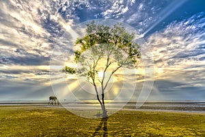 Dawn on the beach with mangrove trees growing on levees alone.