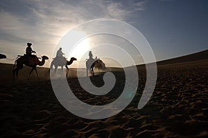 At dawn,camels in the desert