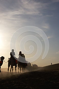 At dawn,camels in the desrt