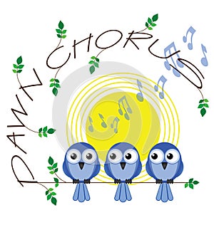 Dawn chorus