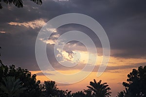 Dawn on the coast of the Indian Ocean. The silhouette of a palm tree against the sky. Background.