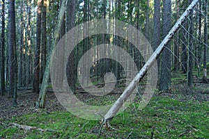 Dawn in a dry coniferous forest, the first rays of the sun glide along the trunks of tall slender fir trees