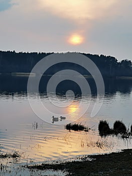 Dawn with ducks in a sun