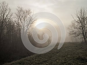 Dawn in early spring in the wild places of Russia. Trees without foliage. Cold fog and overcast