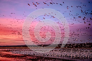 Dawn Flight of the Snow Geese