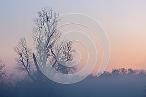 Dawn, fog and a lone tree