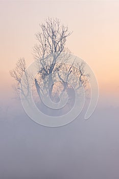 Dawn, fog and a lone tree