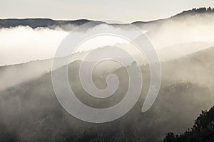 Dawn Fog Rural Scene NZ