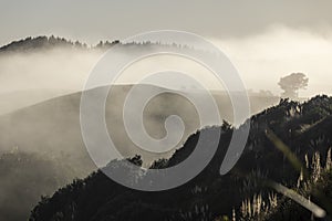 Dawn Fog Rural Scene NZ