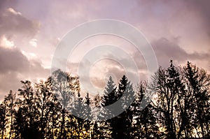 Dawn forest tree birches spring warm tones silhouette trees sky