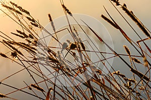 Dawn grass dew background