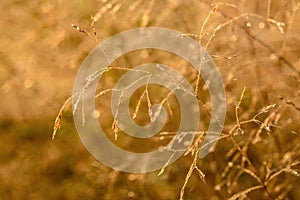 Dawn grass dew background