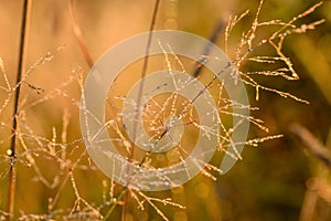 Dawn grass dew background