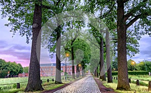 Dawn at Historic Tree-Lined Avenue with Cobblestone Path