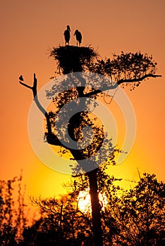 Dawn at jabiru stork nest