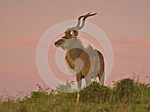 Dawn Kudu