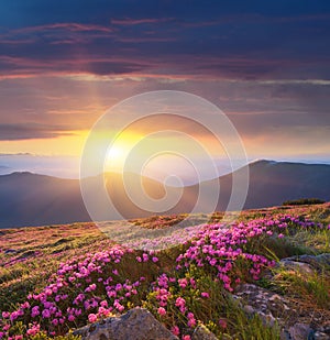 Dawn in the mountains of flowers of Rhododendron