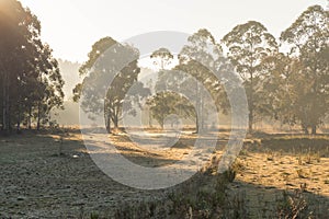 Winter morning landscape in southern Brazil 19