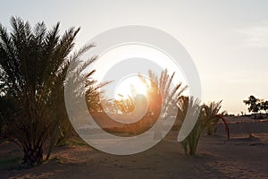 Dawn in an oasis of date palms sandy desert of Sahara