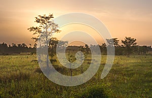 Dawn over Everglades Swamp