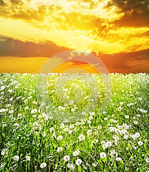 Dawn over field with dandelions