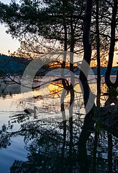 Dawn over lake with silhouette reflection tree