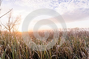 Dawn over the river on a summer morning, fog over the field, grass with hoarfrost