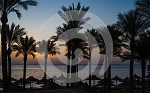 dawn over a tropical beach, silhouettes of palms and wicker cano