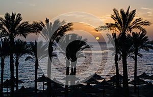 dawn over a tropical beach, silhouettes of palms and wicker canopies, vacation wallpaper