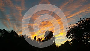 Dawn in park with silhouette trees