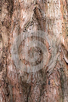 Dawn redwood Metasequoia glyptostroboides tree trunk in close-up photo