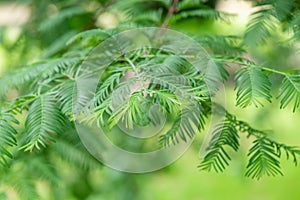 Dawn redwood Metasequoia glyptostroboides young leaves in close-up photo