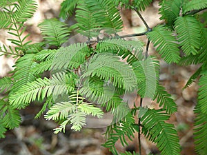 Dawn Redwood Tree Detail of Needles Leaves