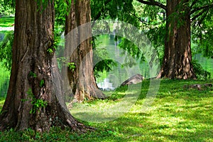 Dawn Redwood Trees photo