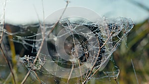 Dawn's Dew: Ethereal Morning Light Illuminates Spider Webs on Grass Blades