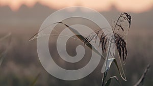 Dawn's Dew: Ethereal Morning Light Illuminates Spider Webs on Grass Blades