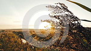 Dawn's Dew: Ethereal Morning Light Illuminates Spider Webs on Grass Blades