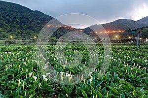 Dawn scenery of a calla lily flower field, a tourist farm in Yangmingshan National Park in suburban Taipei