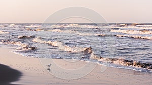 Before dawn on the sea coast, seagulls