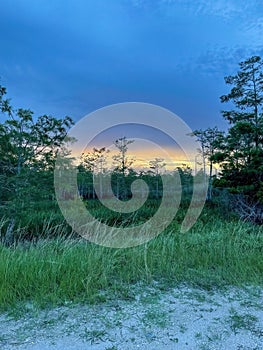 dawn in the south Florida swamp