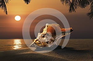 Dawn sun rays shine through the seashell on the sandy shore with palm tree leaves